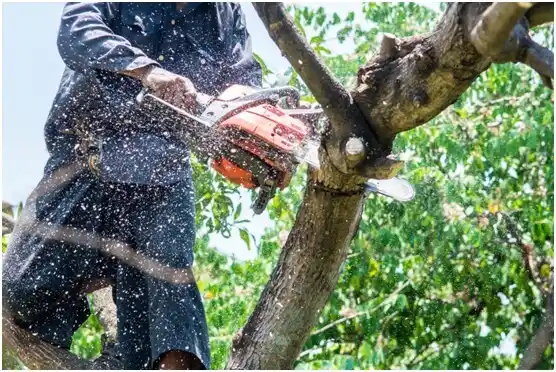 tree services Mount Angel